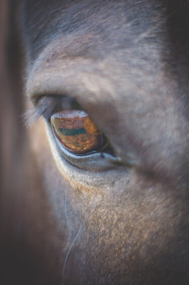Фотография под названием "mirada de caballo" - Nicolas Giannatasio, Подлинное произведение искусства, Пленочная фотография