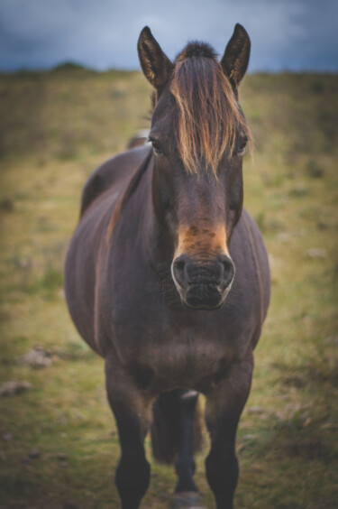 Fotografie mit dem Titel "caballo en el campo" von Nicolas Giannatasio, Original-Kunstwerk, Digitale Fotografie