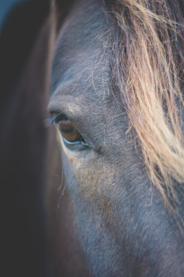 Fotografia intitolato "caballo mirando la…" da Nicolas Giannatasio, Opera d'arte originale, Fotografia digitale