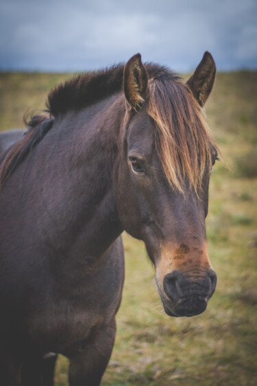 Fotografie mit dem Titel "caballo suelto en e…" von Nicolas Giannatasio, Original-Kunstwerk, Digitale Fotografie