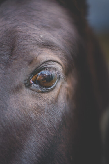 Photography titled "caballo mirando al…" by Nicolas Giannatasio, Original Artwork, Digital Photography
