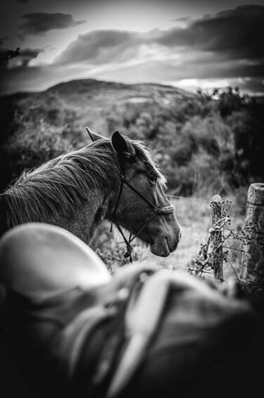 Fotografie getiteld "horse black and whi…" door Nicolas Giannatasio, Origineel Kunstwerk, Digitale fotografie