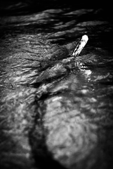 摄影 标题为“Rio oscuro” 由Nicolas Giannatasio, 原创艺术品, 数码摄影