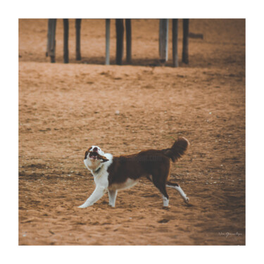 Photography titled "Perro jugando en la…" by Nicolas Giannatasio, Original Artwork, Digital Photography