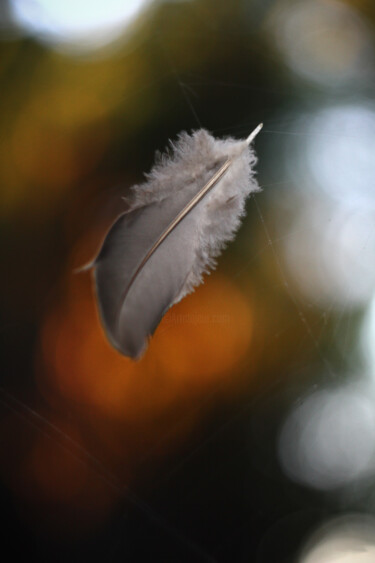 Fotografía titulada "Pluma de ave" por Nicolas Giannatasio, Obra de arte original, Fotografía digital