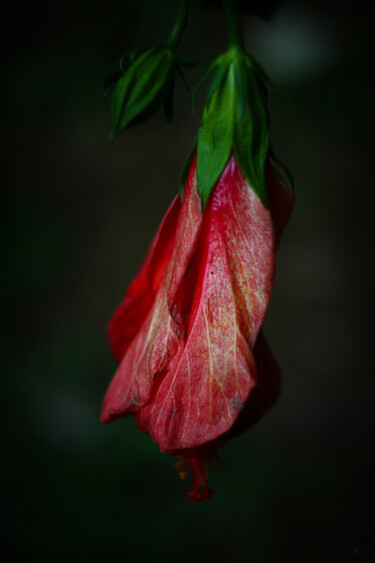 Fotografia intitolato "Flor de hibiscus ro…" da Nicolas Giannatasio, Opera d'arte originale, Fotografia digitale