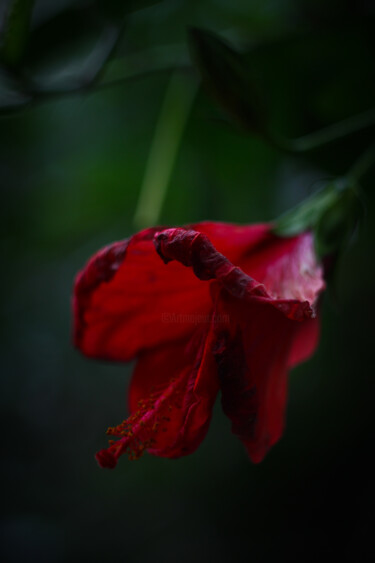 Photography titled "Flor hibisco roja" by Nicolas Giannatasio, Original Artwork, Digital Photography
