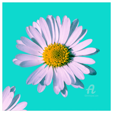Fotografia zatytułowany „Daisy blossom pop 1.” autorstwa Nicolas-Monk.Gd, Oryginalna praca, Fotografia cyfrowa