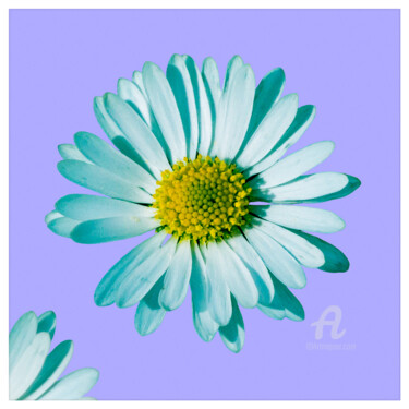 Fotografie mit dem Titel "Daisy blossom pop 2." von Nicolas-Monk.Gd, Original-Kunstwerk, Digitale Fotografie