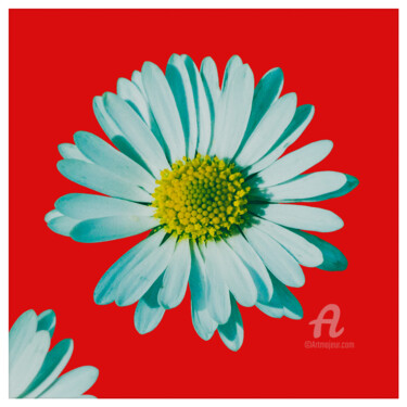 Фотография под названием "Daisy blossom pop 3." - Nicolas-Monk.Gd, Подлинное произведение искусства, Цифровая фотография