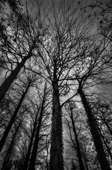Photographie intitulée "Dark wood" par Nicolas Pirson, Œuvre d'art originale, Photographie numérique