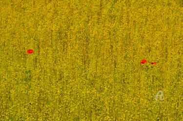 Photographie intitulée "wildflowers" par Nicolas Pirson, Œuvre d'art originale