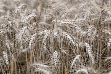 Photographie intitulée "Field of Wheat" par Nicolas Portais, Œuvre d'art originale