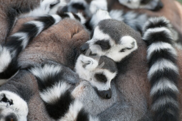 Photographie intitulée "Love of Lemurs" par Nicolas Portais, Œuvre d'art originale