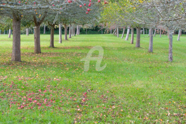 Photographie intitulée "Path of Apple Trees" par Nicolas Portais, Œuvre d'art originale