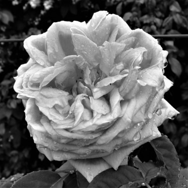 Photography titled "rose , noire" by Nicolas Delatronchette, Original Artwork, Digital Photography