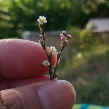 "Detay" başlıklı Fotoğraf Nihal Kartal tarafından, Orijinal sanat, Dijital Fotoğrafçılık