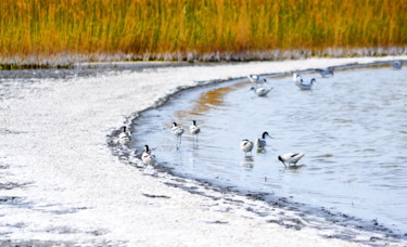 Fotografia zatytułowany „Вы чьё - куличье?” autorstwa Николай Матюшенков, Oryginalna praca