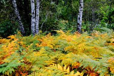 Фотография под названием "В осеннем лесу" - Николай Матюшенков, Подлинное произведение искусства, Цифровая фотография