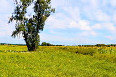 Фотография под названием "Степное сельское хо…" - Николай Матюшенков, Подлинное произведение искусства, Цифровая фотография