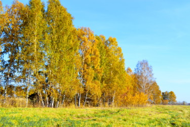 Фотография под названием "Лесозащитная полоса" - Николай Матюшенков, Подлинное произведение искусства, Цифровая фотография