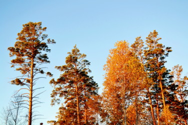 Фотография под названием "Осенью в бору" - Николай Матюшенков, Подлинное произведение искусства, Цифровая фотография