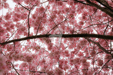 Photography titled "Fleurs de cerisier" by Nikolas Volg, Original Artwork