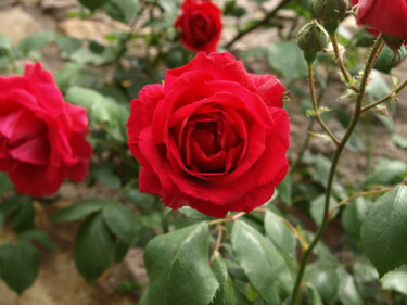 Fotografie mit dem Titel "Die Rosen" von Nikolay Maruskin, Original-Kunstwerk, Digitale Fotografie