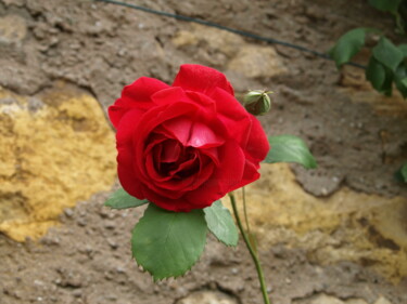 Fotografie getiteld "Rose" door Nikolay Maruskin, Origineel Kunstwerk, Digitale fotografie