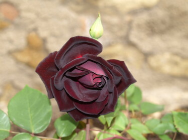 Fotografie getiteld "Rose 3" door Nikolay Maruskin, Origineel Kunstwerk, Digitale fotografie
