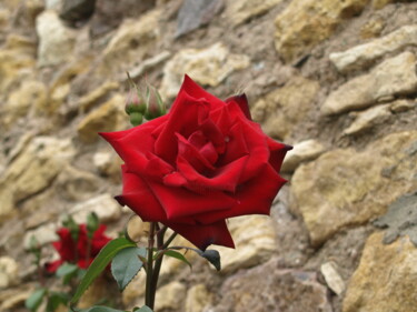 Fotografie mit dem Titel "Rose 5" von Nikolay Maruskin, Original-Kunstwerk, Digitale Fotografie