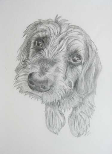 Drawing titled "Ein Hund" by Nina Boos, Original Artwork, Pencil