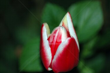 Photography titled "Tulpe" by Nina Boos, Original Artwork