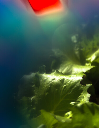 Photographie intitulée "flare colorido." par Nino Rocha Fotografia, Œuvre d'art originale, Photographie numérique