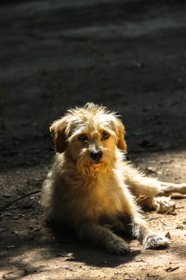 Fotografia intitulada "cãozinho esponja." por Nino Rocha Fotografia, Obras de arte originais, Fotografia digital