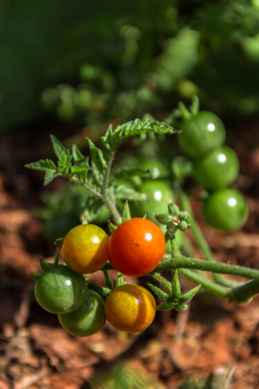 Fotografía titulada "tomate cereja." por Nino Rocha Fotografia, Obra de arte original, Fotografía digital