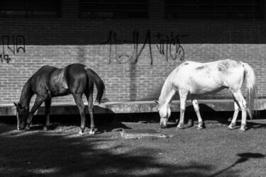 Photographie intitulée "2 no pasto." par Nino Rocha Fotografia, Œuvre d'art originale, Photographie numérique