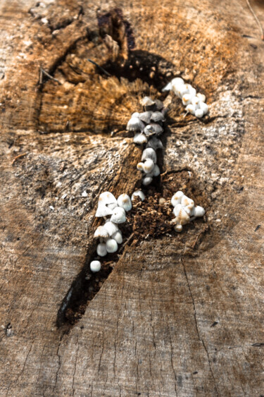 Fotografía titulada "nó na madeira." por Nino Rocha Fotografia, Obra de arte original, Fotografía digital