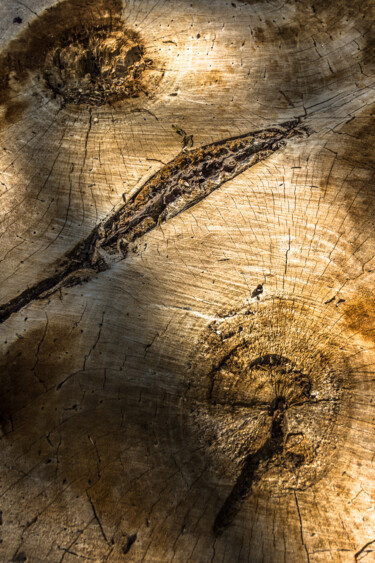 Fotografía titulada "nó na madeira 2" por Nino Rocha Fotografia, Obra de arte original, Fotografía digital