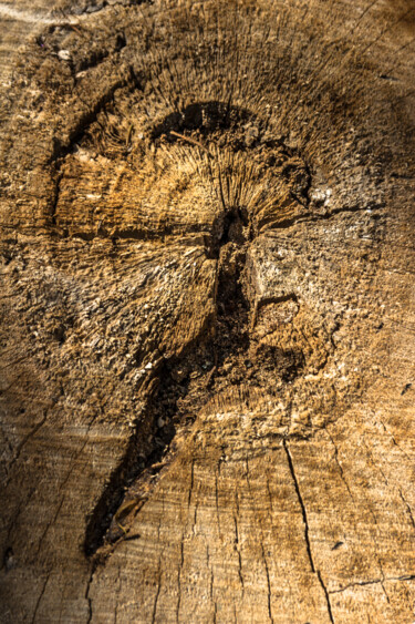 Fotografía titulada "nó na madeira 3" por Nino Rocha Fotografia, Obra de arte original, Fotografía digital