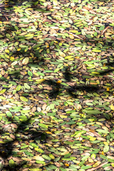Photographie intitulée "mar de folhas." par Nino Rocha Fotografia, Œuvre d'art originale, Photographie numérique
