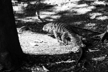 Fotografía titulada "lagarto trocando a…" por Nino Rocha Fotografia, Obra de arte original, Fotografía digital