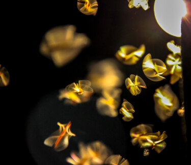 Fotografía titulada "mariposas." por Nino Rocha Fotografia, Obra de arte original, Fotografía digital