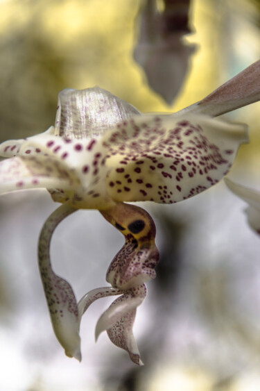 Fotografia intitulada "orquídea- pareidoli…" por Nino Rocha Fotografia, Obras de arte originais, Fotografia digital