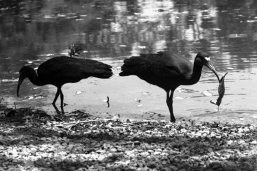 Photographie intitulée "tapicurus." par Nino Rocha Fotografia, Œuvre d'art originale, Photographie numérique