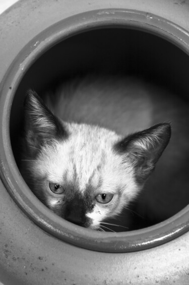 Fotografia intitulada "gato no vaso." por Nino Rocha Fotografia, Obras de arte originais, Fotografia digital