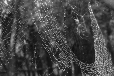 Fotografia intitolato "aranha, teia e orva…" da Nino Rocha Fotografia, Opera d'arte originale, Fotografia digitale