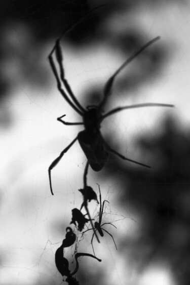 Photography titled "aranha negra 2." by Nino Rocha Fotografia, Original Artwork, Digital Photography