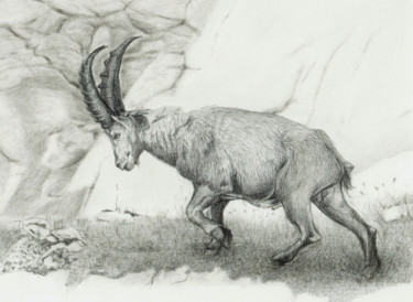 Drawing titled "ALPINE IBEX (based…" by Nives Palmić, Original Artwork, Graphite