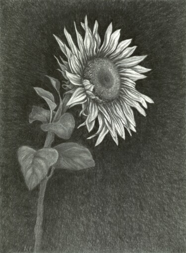 Drawing titled "JUST A SUNFLOWER" by Nives Palmić, Original Artwork, Charcoal